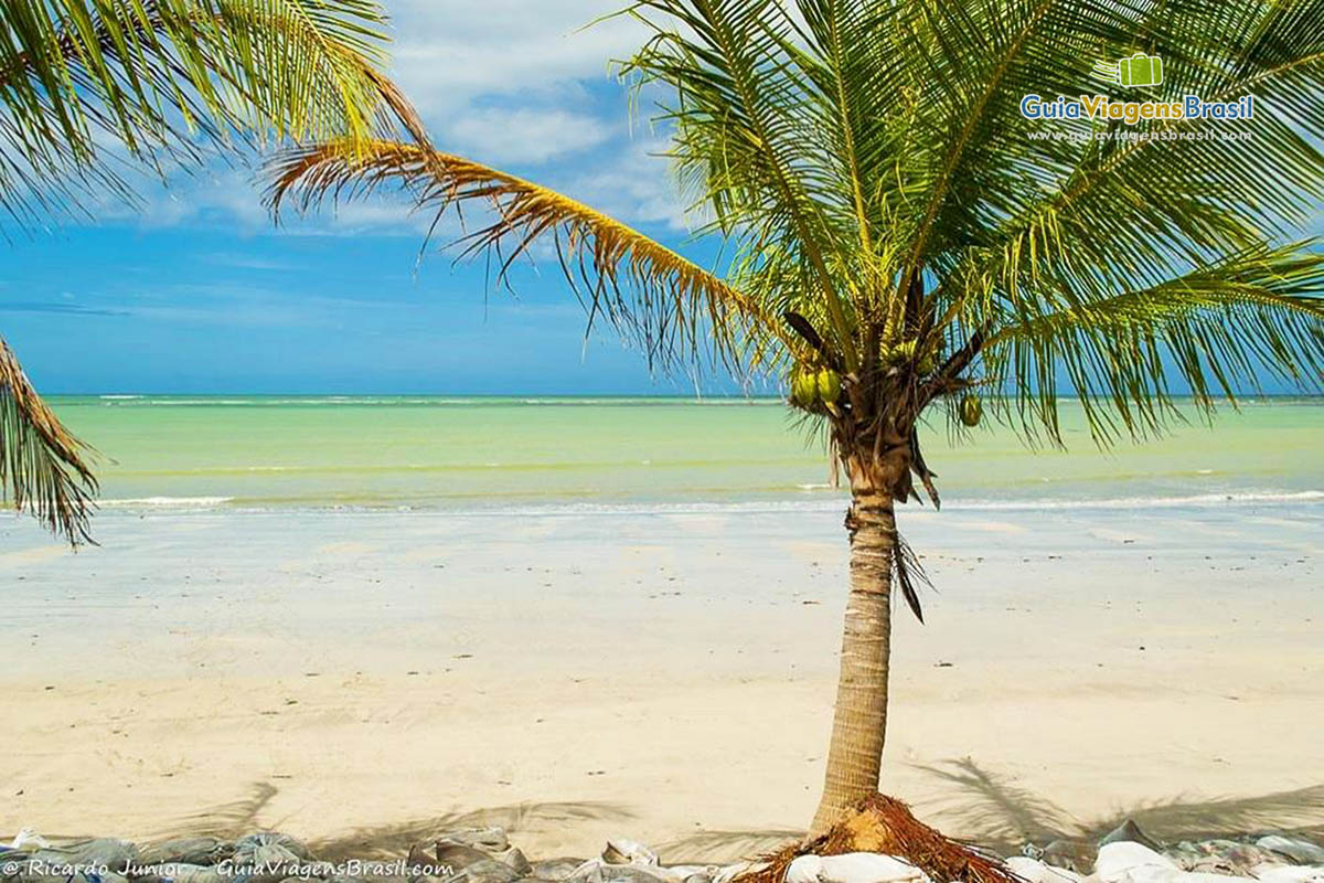 Imagem de um coqueiro e ao fundo o lindo mar.