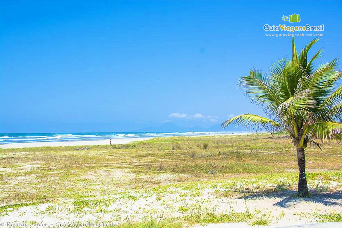 Imagem de um coqueiro e ao fundo o mar azul da Praia Itanhaem.