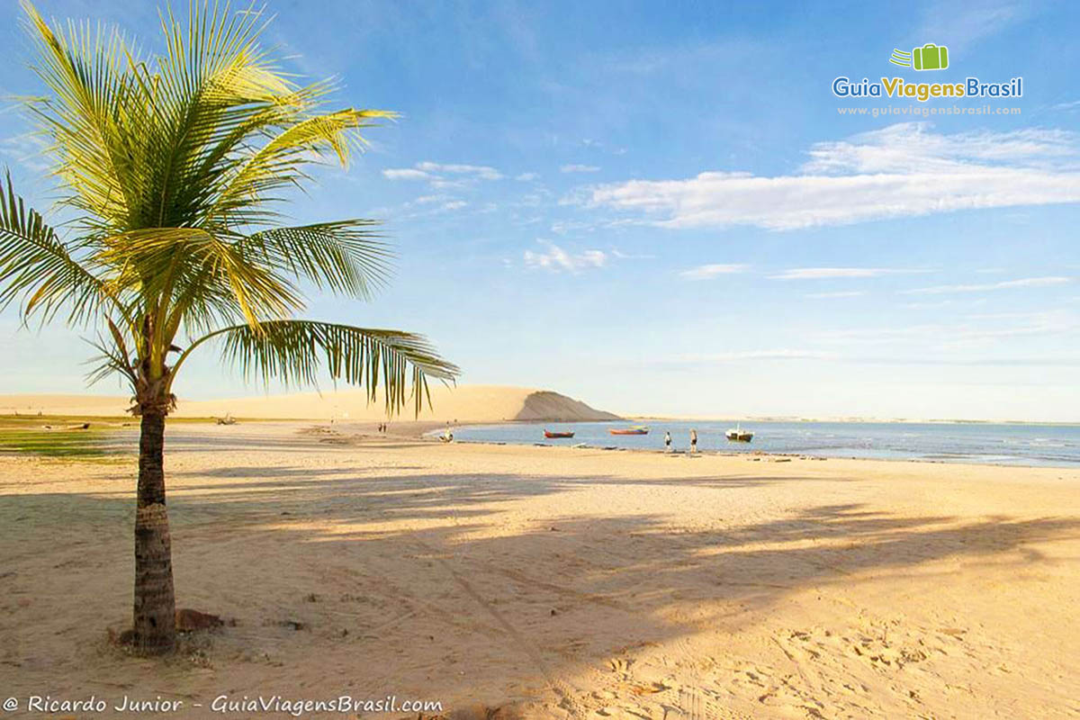 Imagem de um pequeno coqueiro fazendo sombra nas areias da Praia de Jericoacoara.