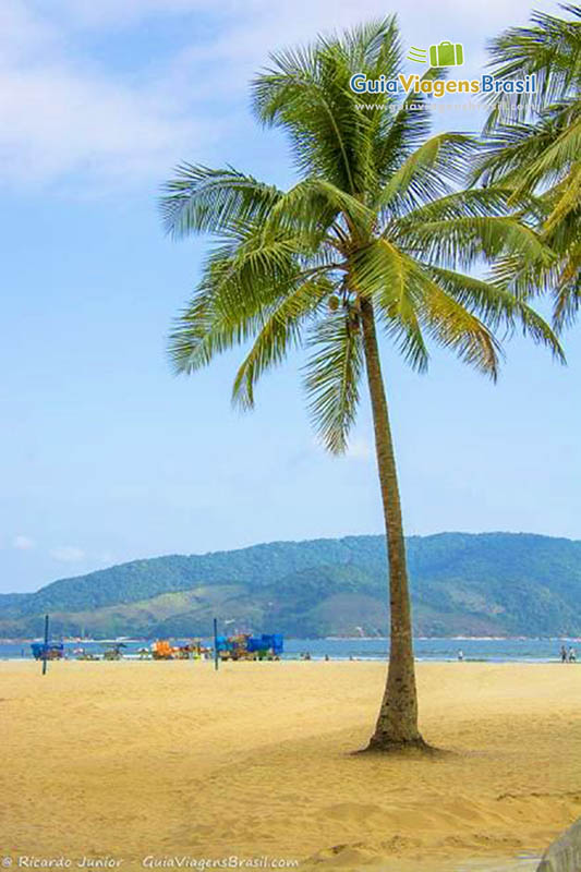 Imagem de um coqueiro na areia da Praia de Santos.