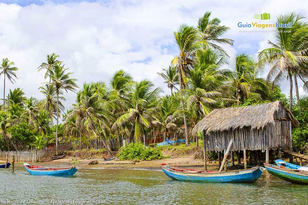 Imagem de lindos coqueiros com uma casa de sape e barco de pescadores nas águas.