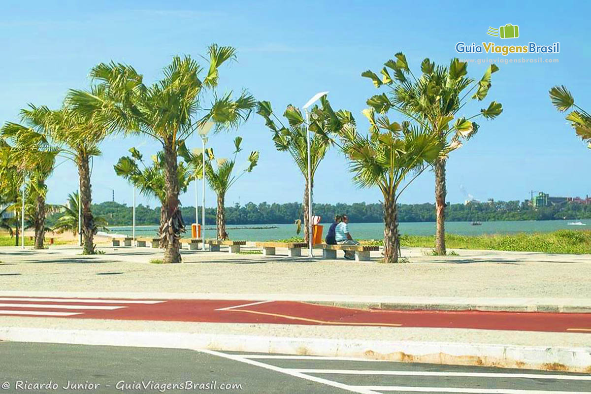 Imagem de coqueiros na orla da Praia de Cambori.