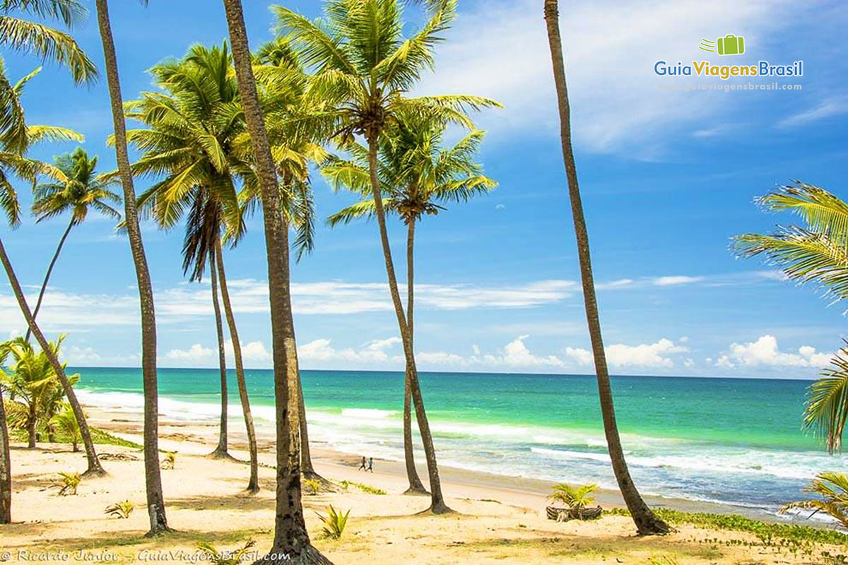 Imagem de belos coqueiros na Praia de Arembepe.