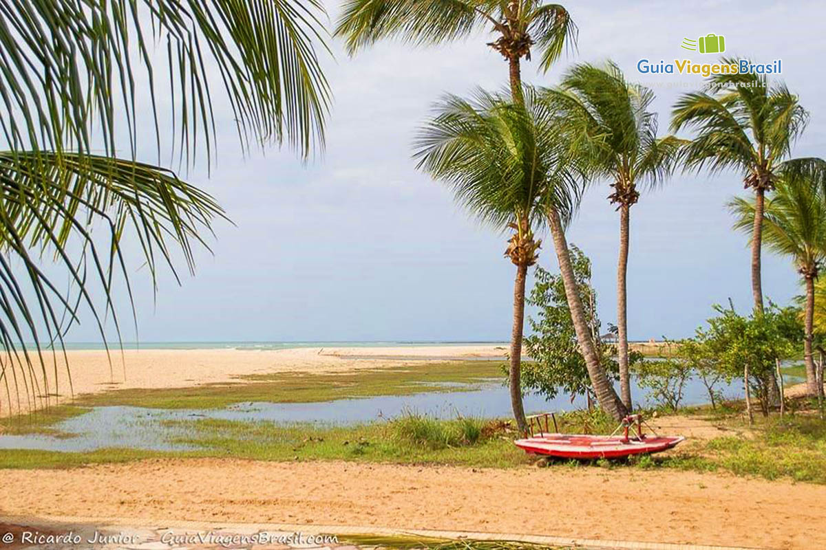 Imagem de coqueiros a ao fundo a Praia do Cardeiro.