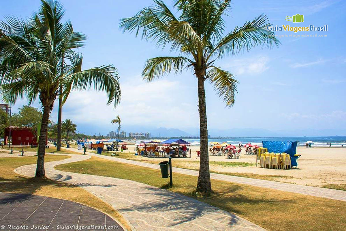 Imagem de lindo coqueiros na orla da Praia Enseada.