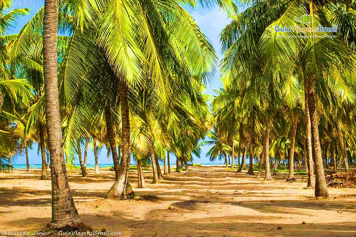 Imagem de grandes e belos coqueiros nas areias na chegada da Praia do Gunga.