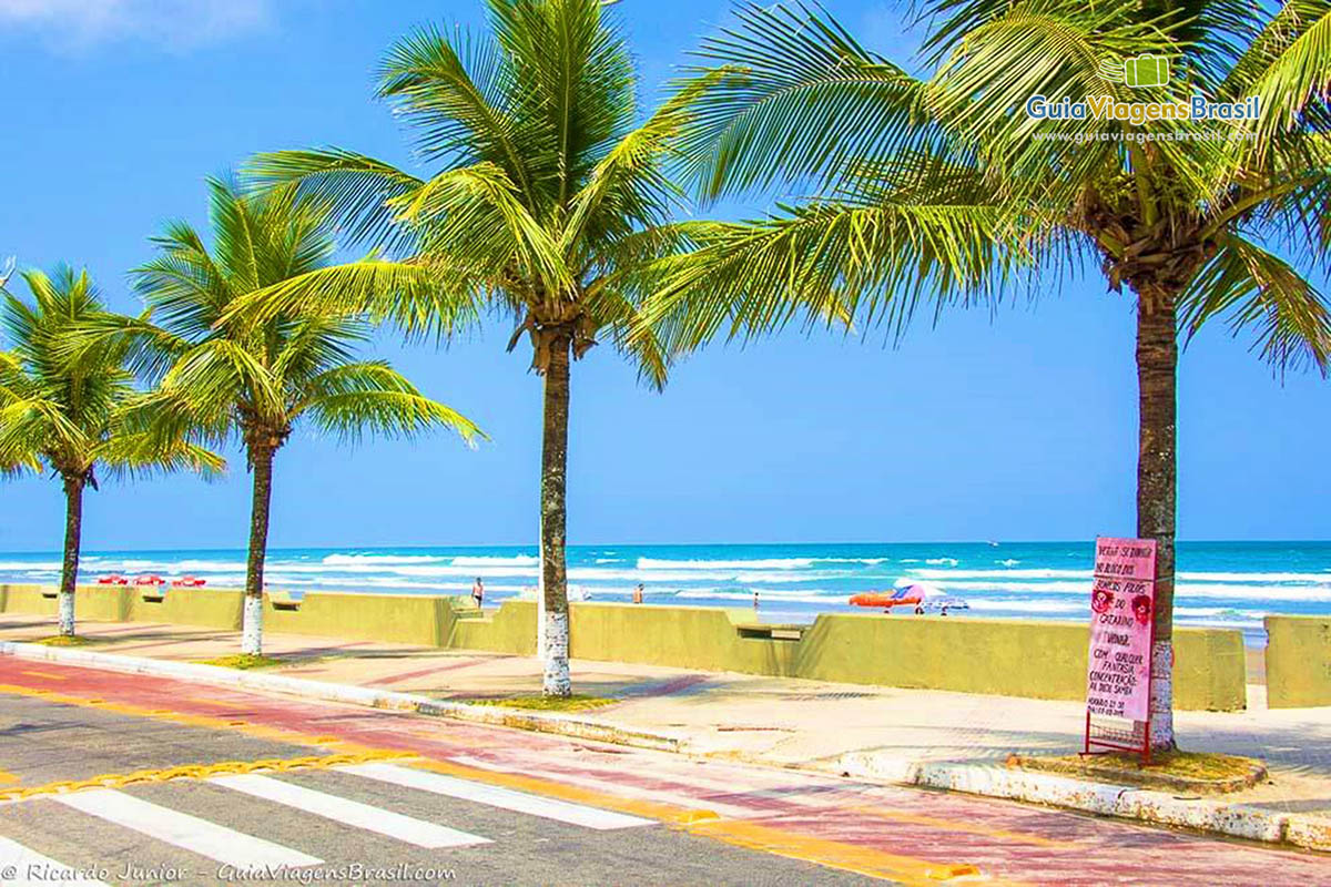 Imagem de coqueiros maravilhosos da Praia de Mongaguá.