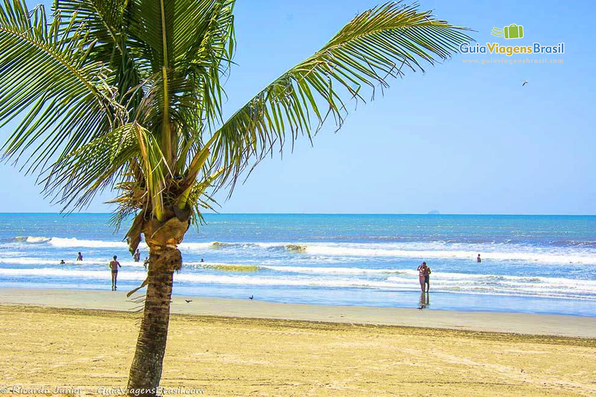 Imagem de um coqueiro na areia da Praia de Peruíbe e ao fundo o mar.