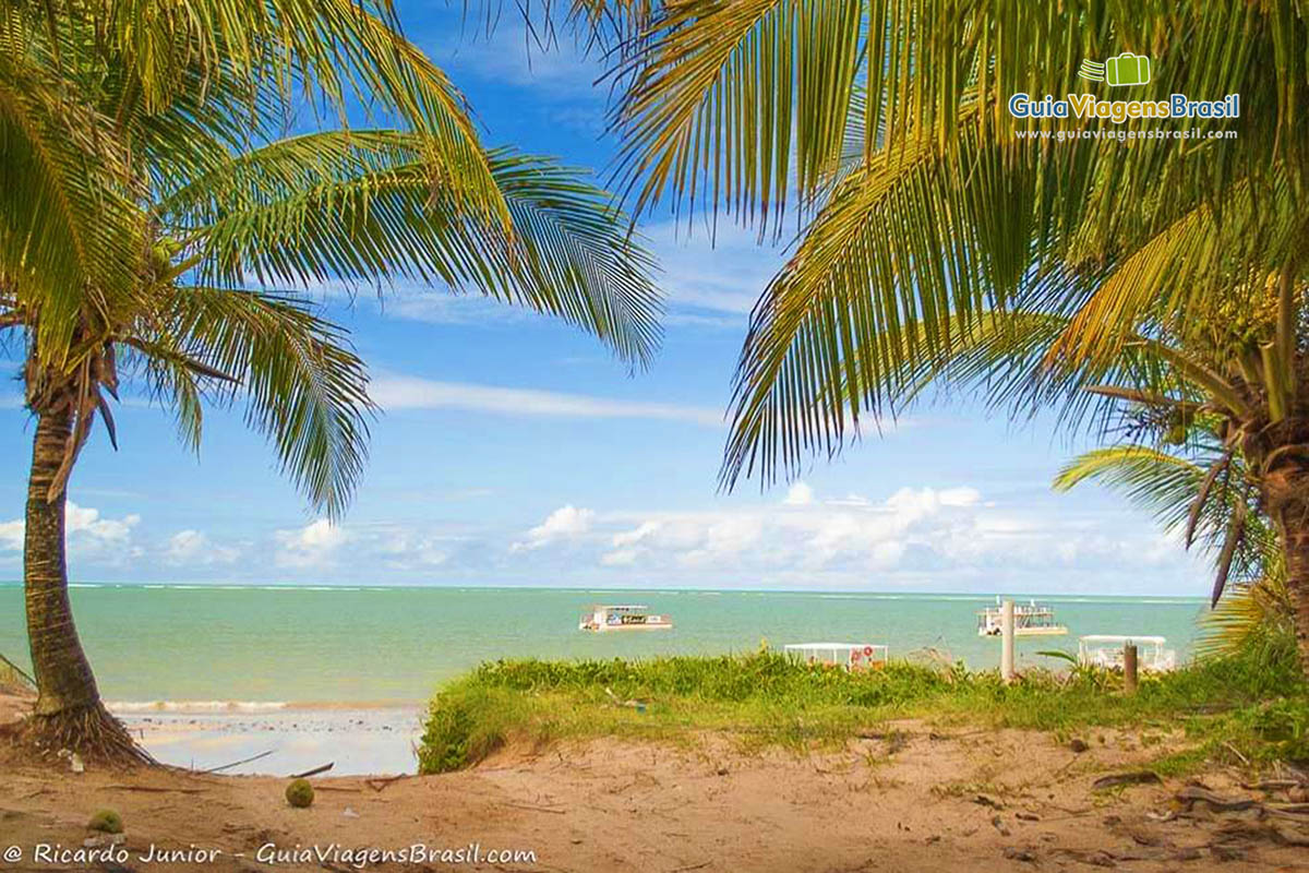 Imagem da Praia Poço entre dois coqueiros.