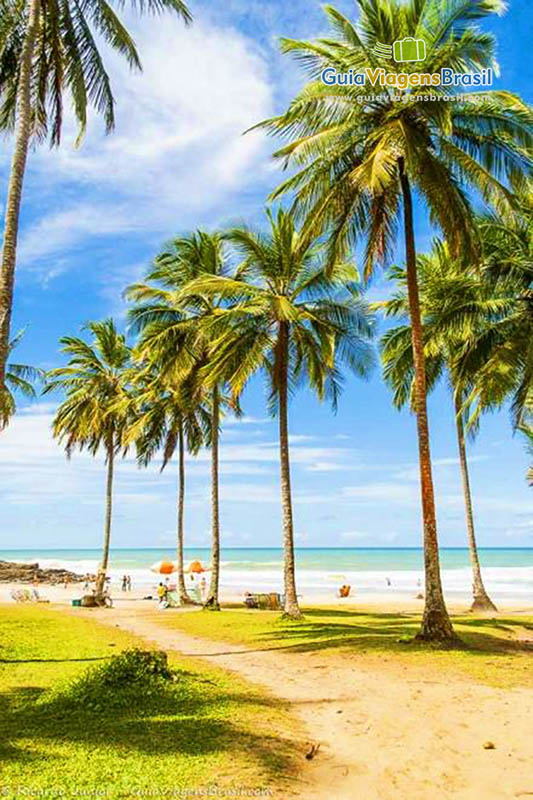 Imagem de lindos coqueiros harmonizando as belezas da Praia do Resende.