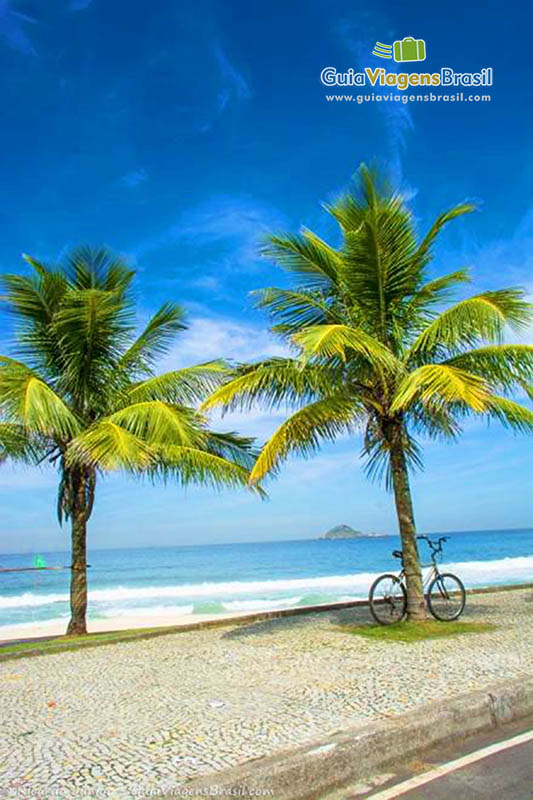 Imagem de lindo coqueiros na Praia de São Conrado.