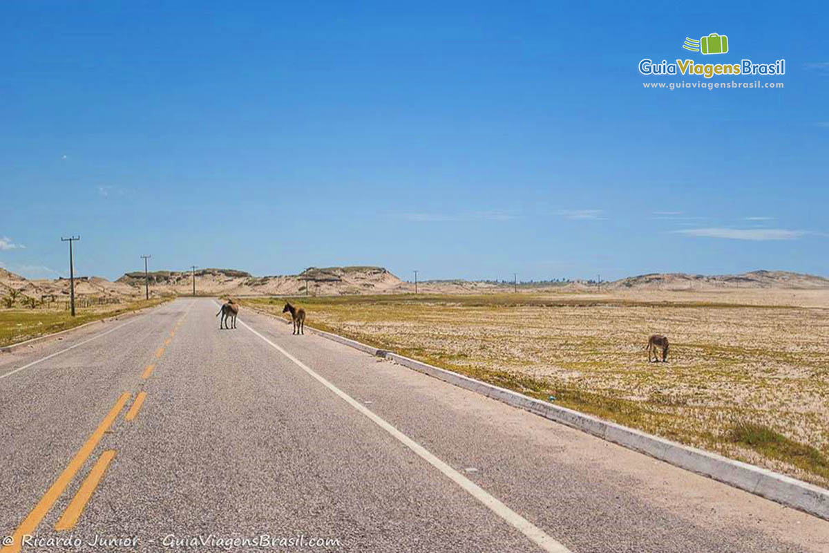 Imagem de burros atravesando a pista.