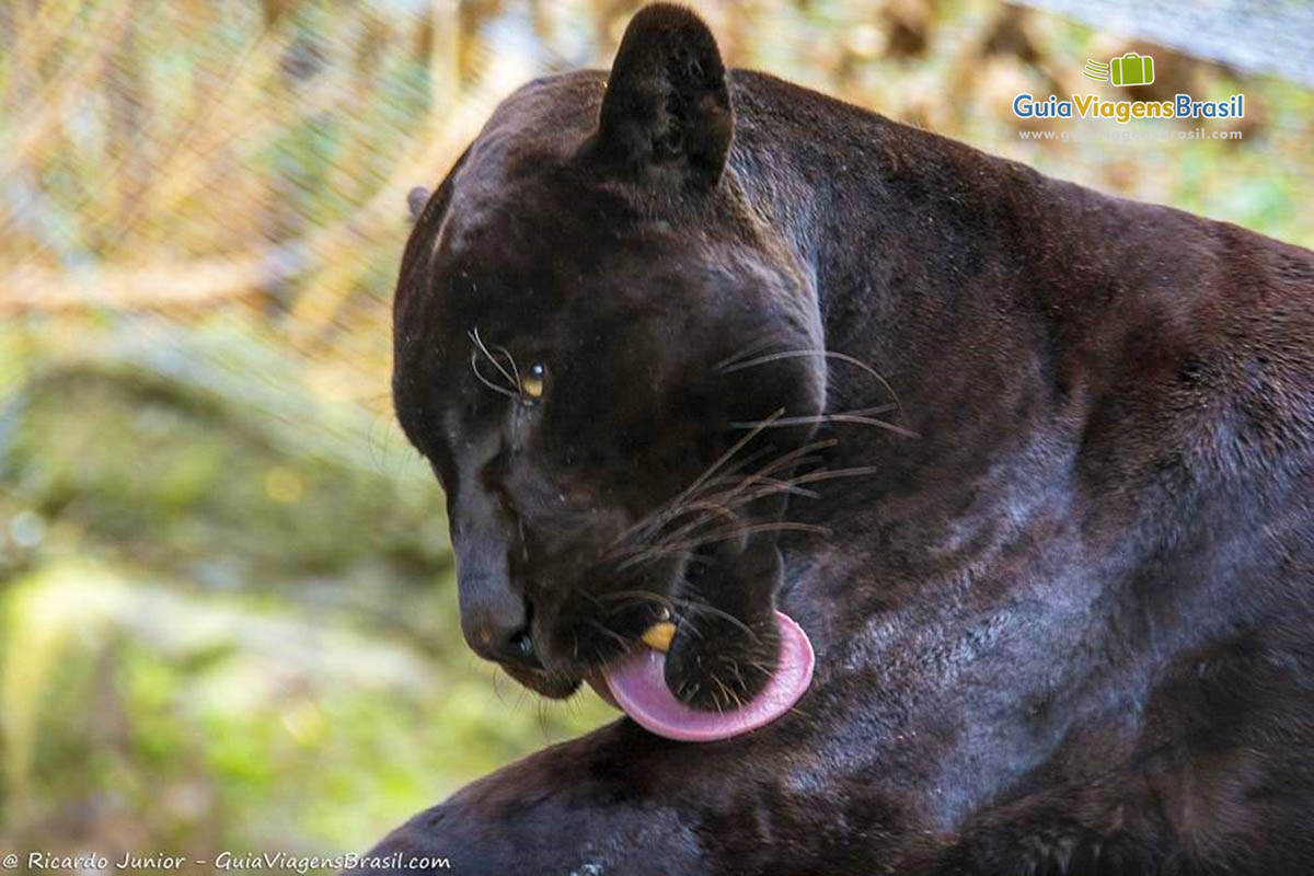 Imagem de lindo felino se lambendo.