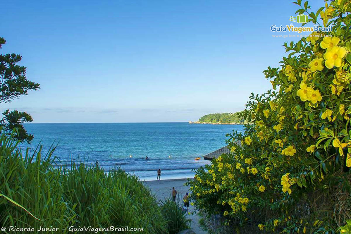 Imagem da bela natureza da Praia Estaleiro.