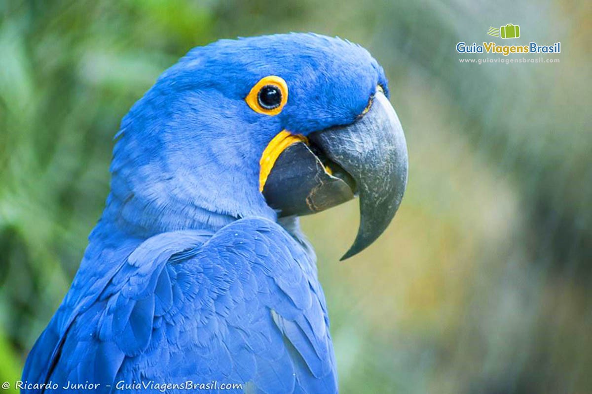 Imagem de bela arara azul.