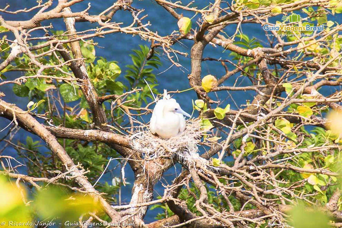 Imagem de um ninho de pássaro com filhote, na árvore da Baía dos Golfinhos, em Fernando de Noronha, Brasil.