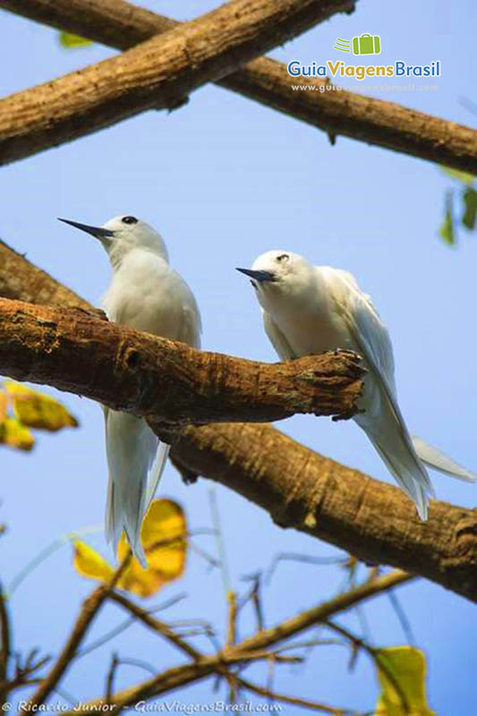 Imagem casal de pássaros nos galhos da árvore, na Baía dos Golfinhos, em Fernando de Noronha, Brasil.