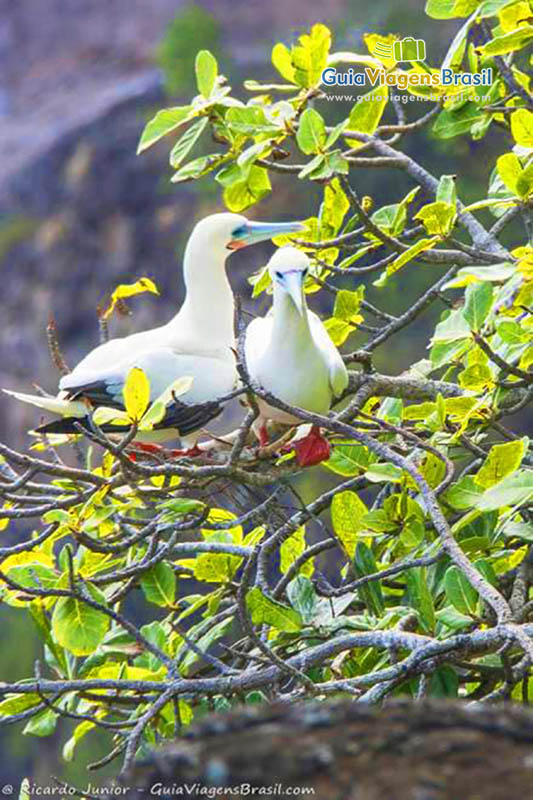 Imagem de um lindo casal de pássaros em galho de árvore na Baía dos Porcos, em Fernando de Noronha, Pernambuco, Brasil.