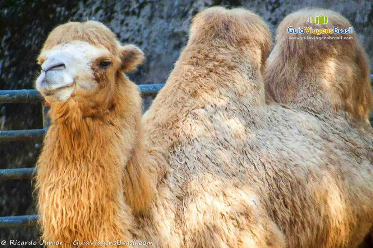 Imagem de belo camelo.