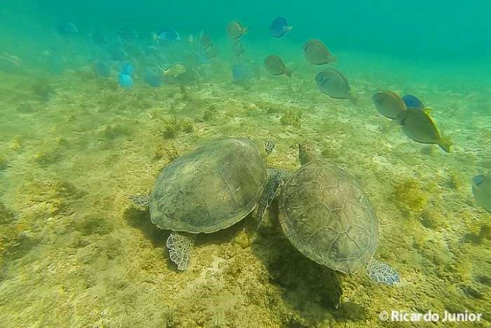 Os 11 Melhores Lugares para Nadar e Mergulhar com Tartarugas Marinhas