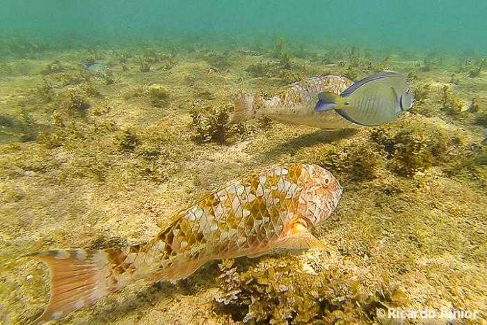 Imagem de peixes próximos aos corais no fundo do mar, em Fernando de Noronha.