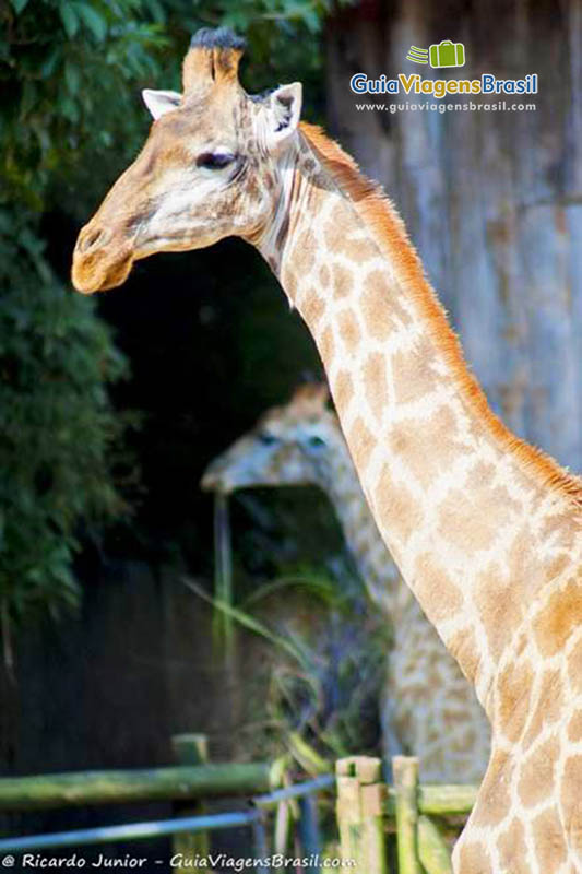 Imagem de duas girafas, tranquilas.
