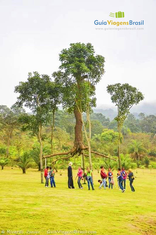 Imagem de visitantes no Instituto Inhotim analisando raiz da árvore suspensa.