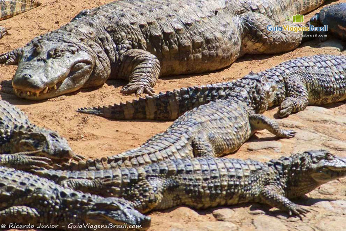 Imagem de jacarés enormes no Zoológico de São Paulo.