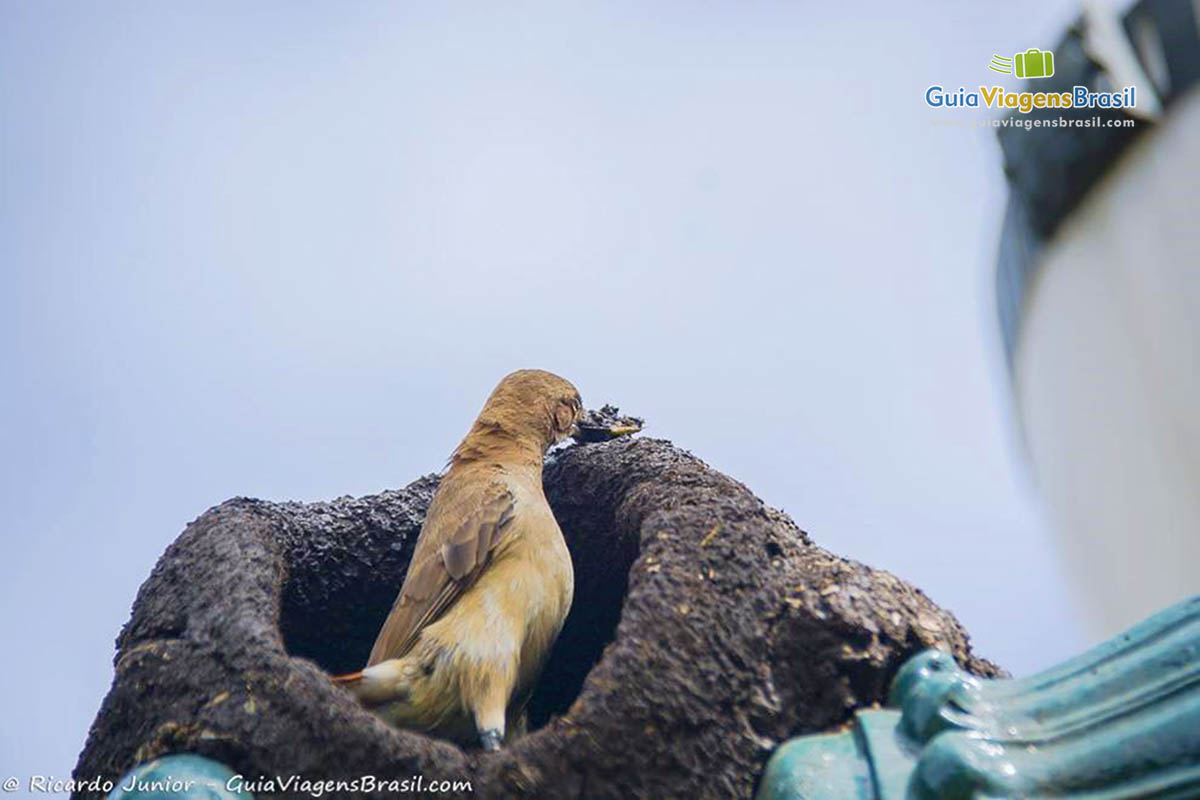 Imagem de uma pássaro em seu ninho, animais em sintonia com a natureza.