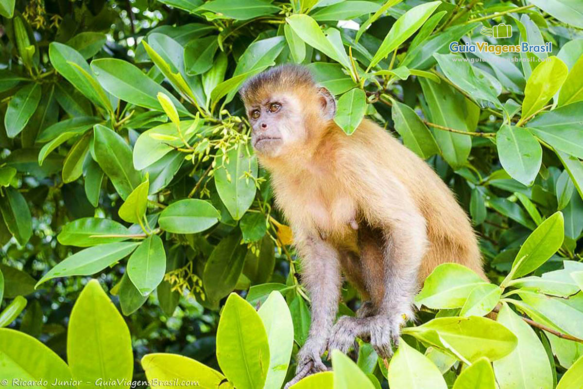 Imagem de um macaco no meio da árvore.