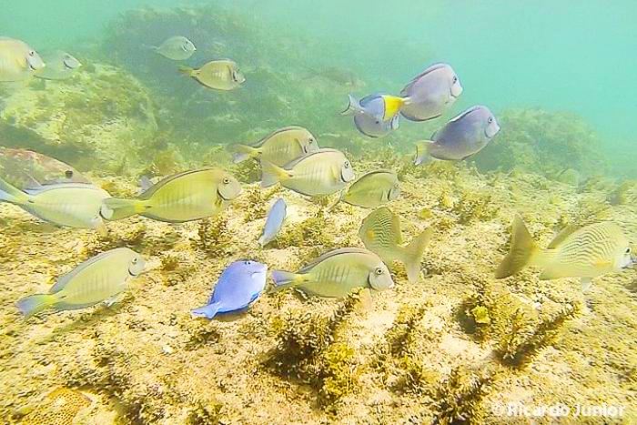 Imagem de peixes roxo e amarelos nas águas transparentes de Fernando de Noronha. 
