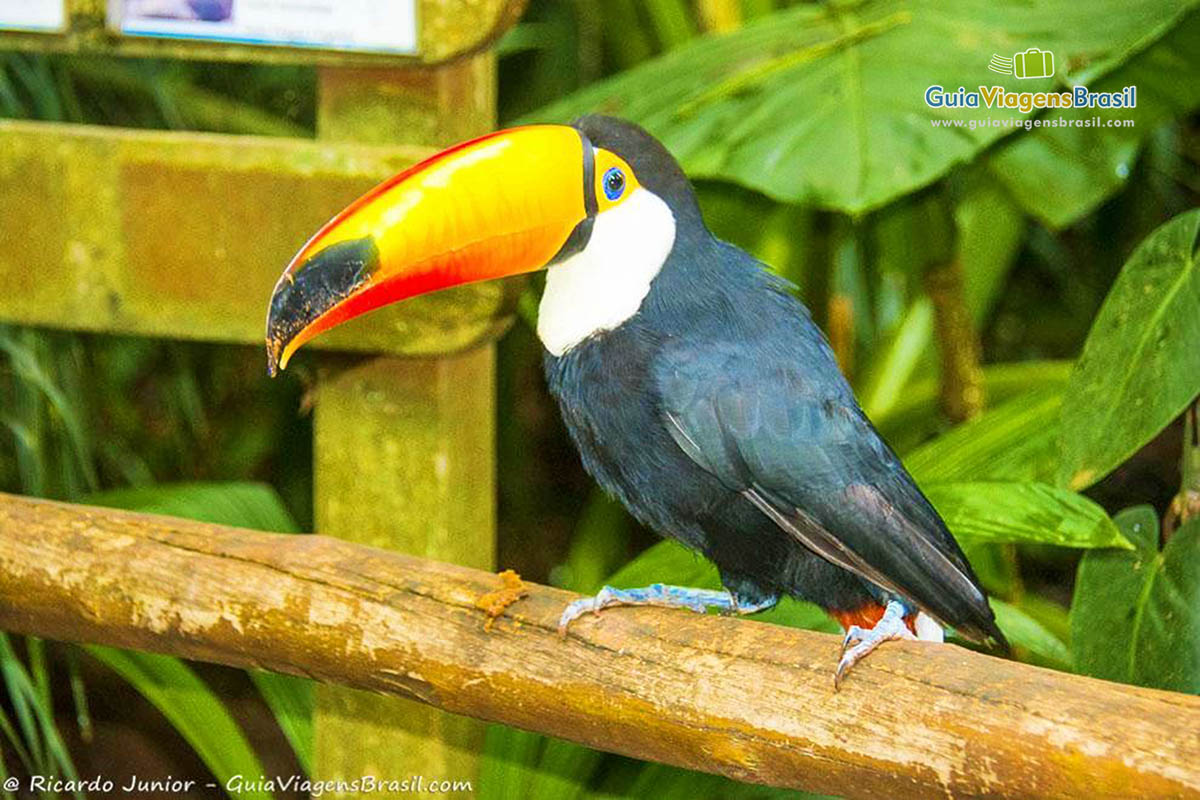 Imagem de aves totalmente preservadas no Parque das Aves, em Foz do Iguaçu.