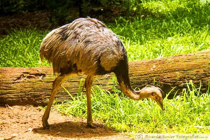 Imagem de aves andando e se alimentando, no Parque da Aves.