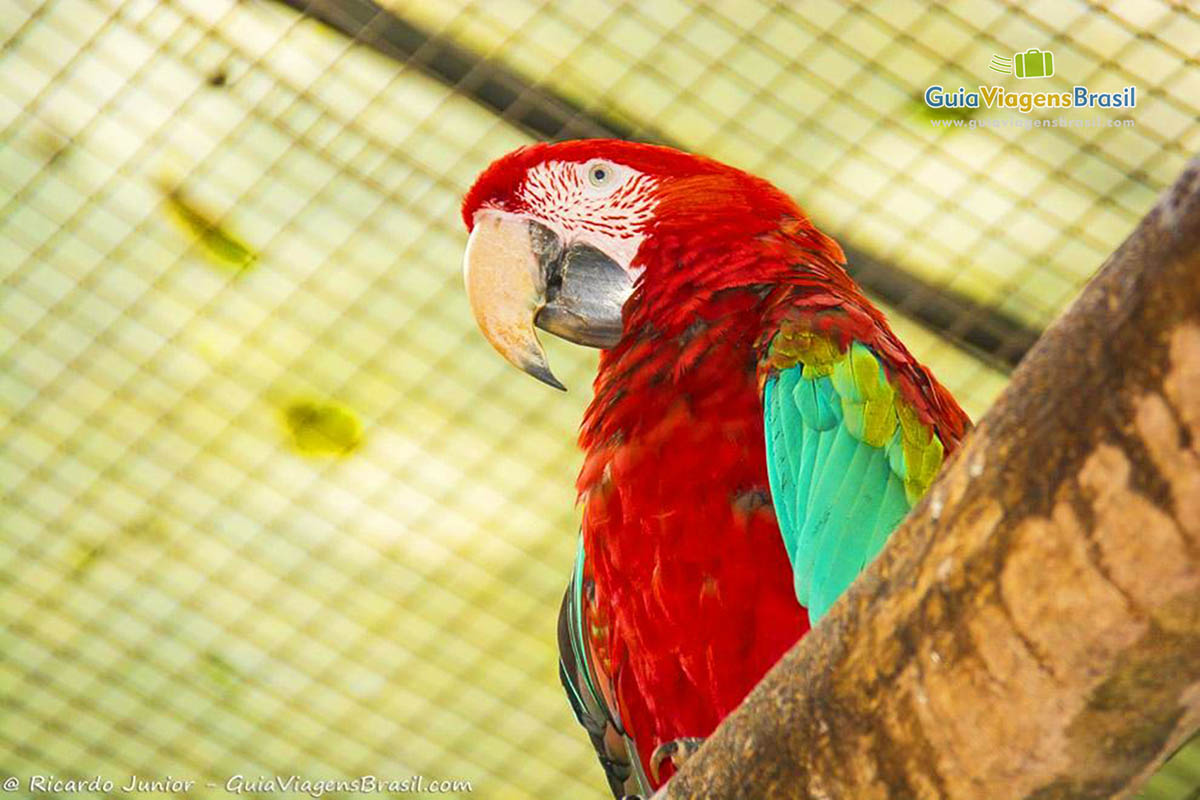 Imagem da graciosa arara vermelha no Parque da Aves.