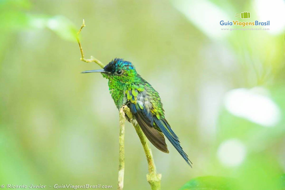 Imagem de lindo beija-flor, ave rara de se ver hoje em dia.