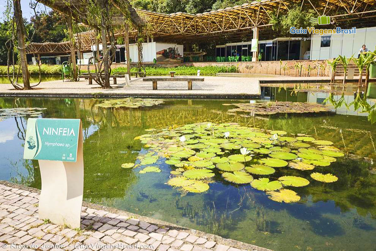 Imagem das flores no lago do Parque das Mangabeiras.