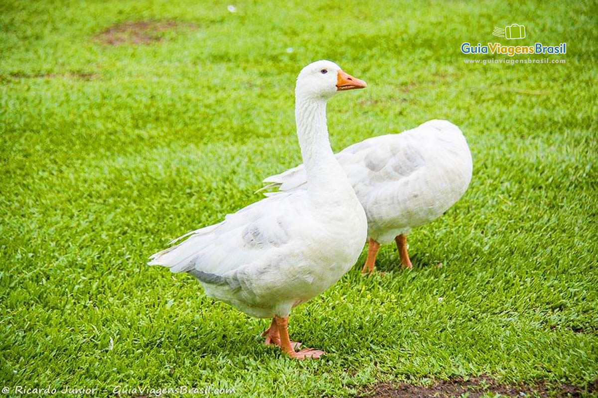 Imagem de dois patos no gramado do Parque Birigui, em Curitiba.