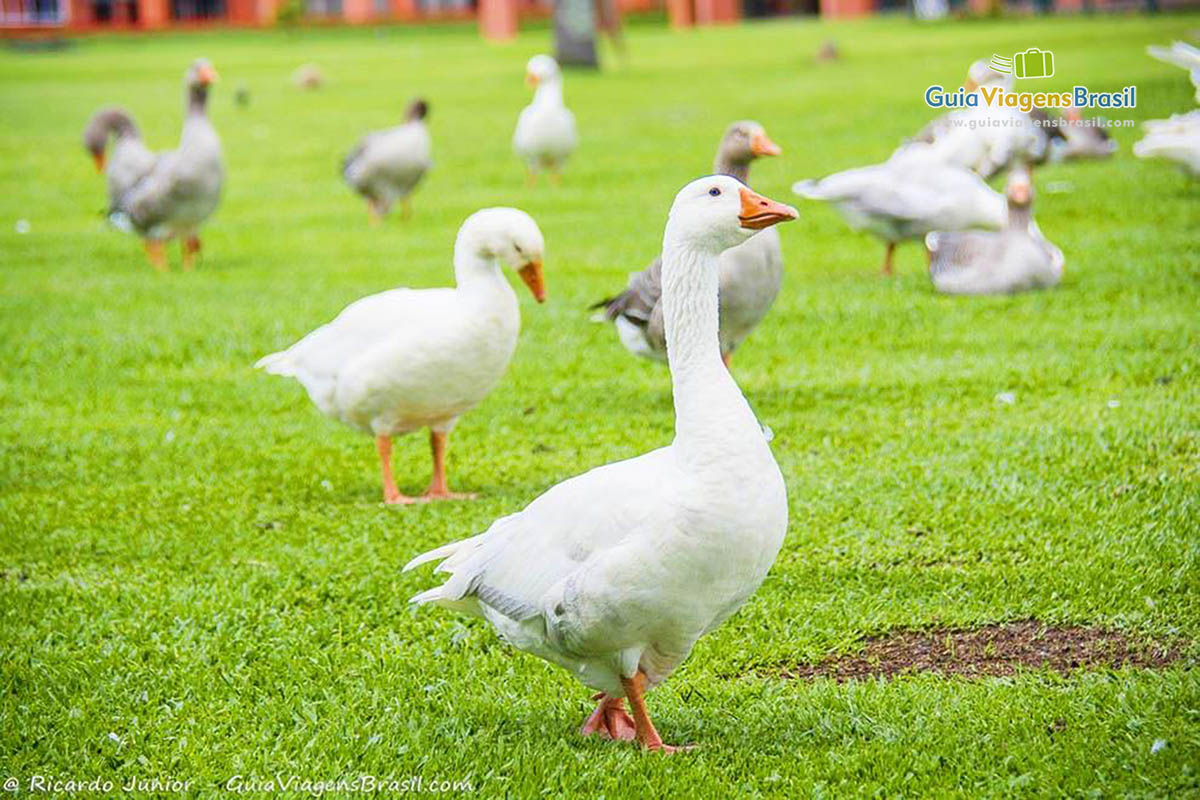 Imagem de vários patos no gramado do parque.