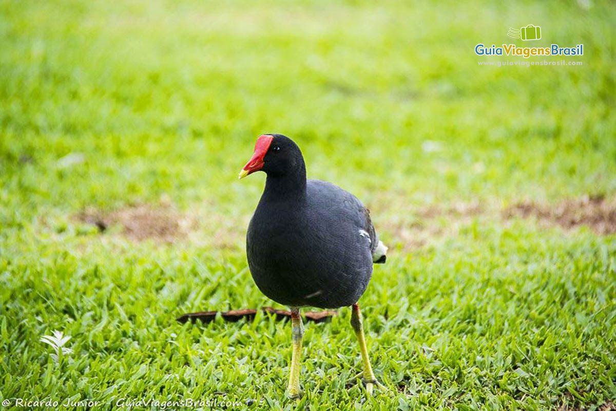 Imagem aproximada de um pato, no gramado do parque.