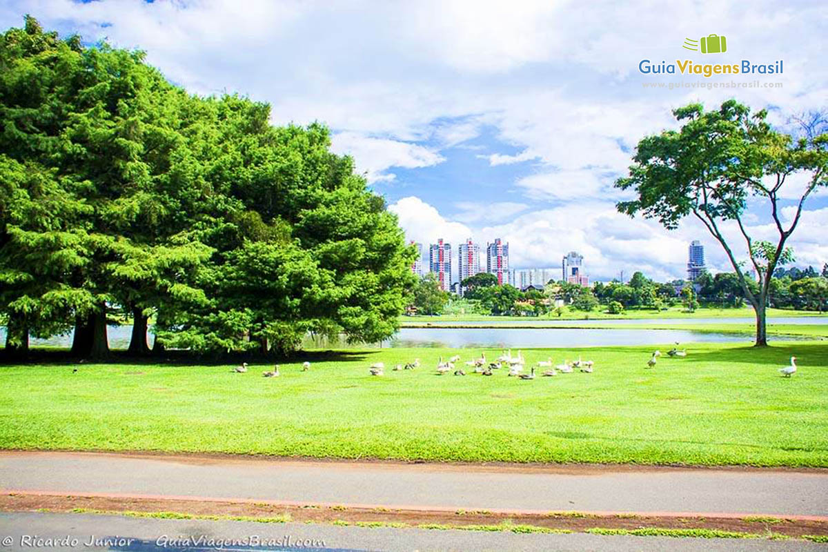 Imagem de bichos e natureza, no Parque Birigui.