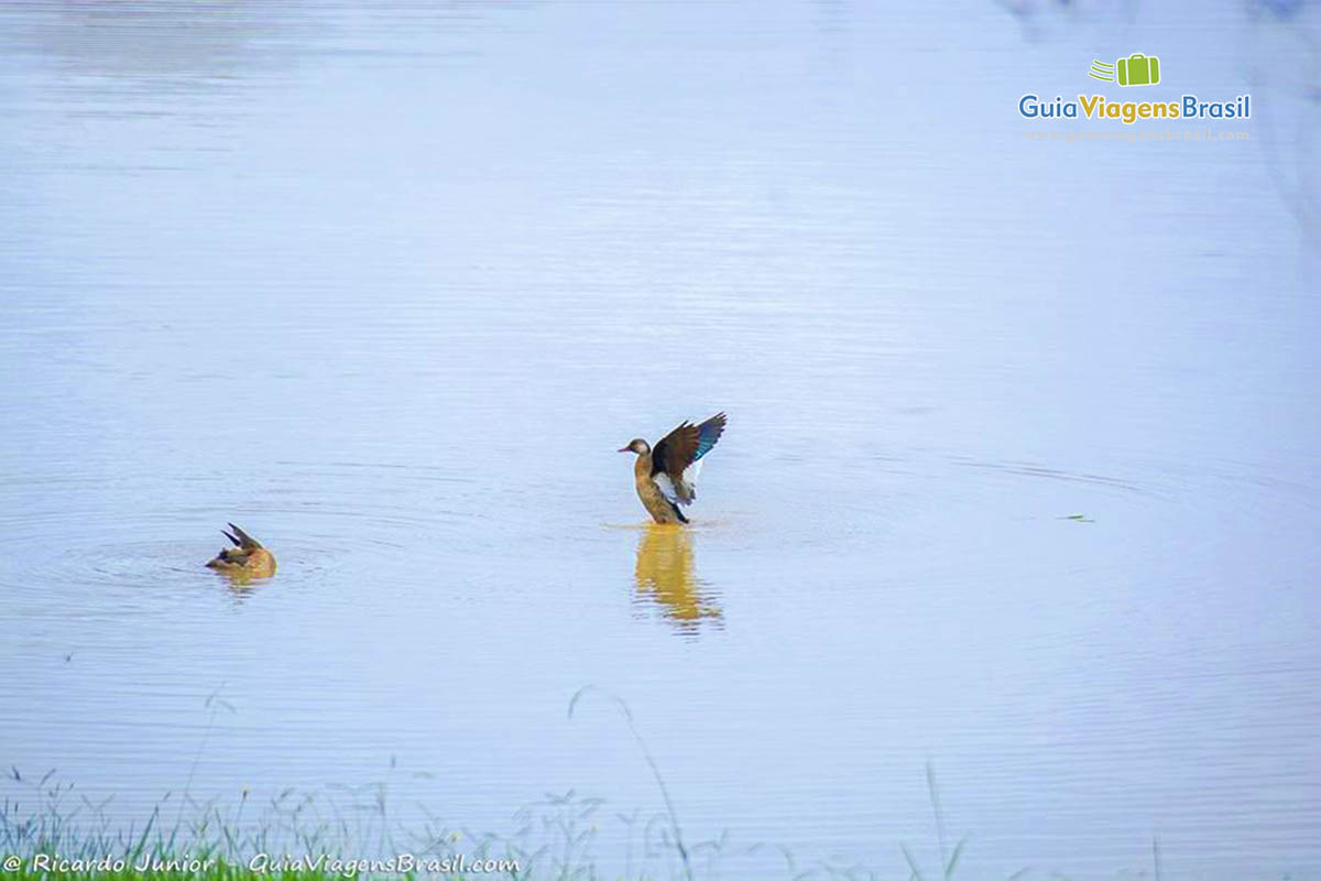 Imagem de patos no lago do parque.