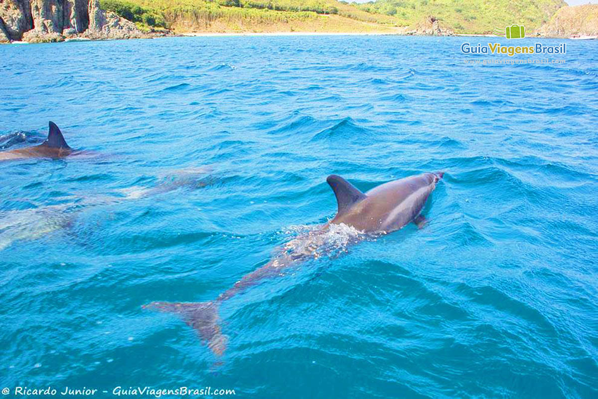 Imagem de golfinhos, nadando perto do barco, em Fernando de Noronha, Pernambuco, Brasil. 