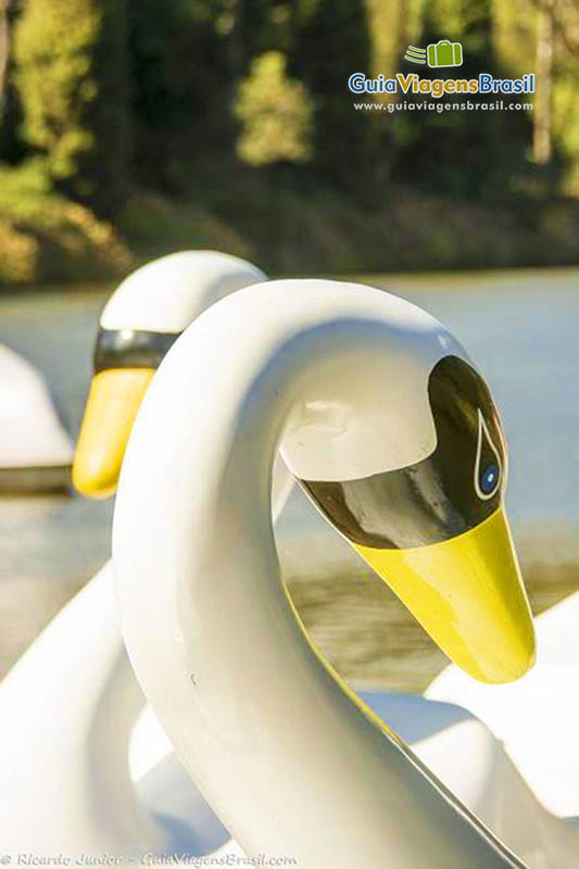 Imagem aproximada dos pedalinhos em forma de cisne.