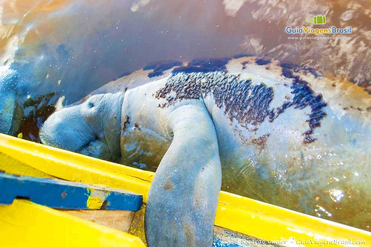 Foto do Peixe-Boi se apoiando no barco em Porto de Pedras 