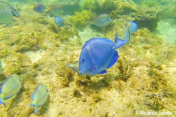 Imagem aproximada de peixe roxo.