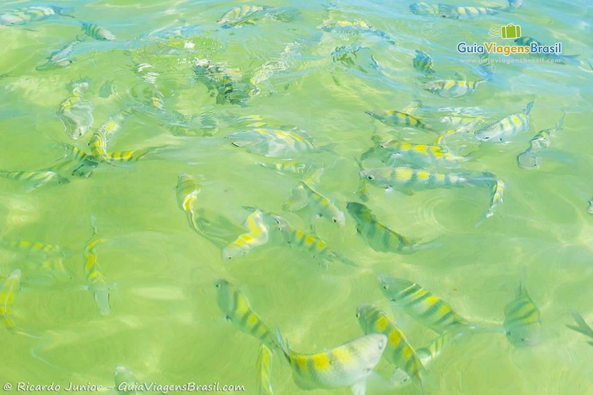 Foto dos peixes nas Piscinas Naturais da Pajuçara, em Maceió