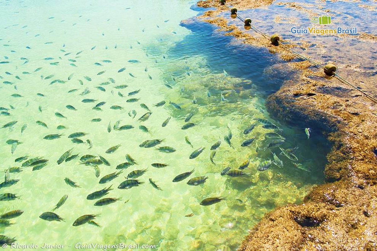 Imagem de peixes coloridos e lindos na piscina natural em Porto de Galinhas, Pernambuco.