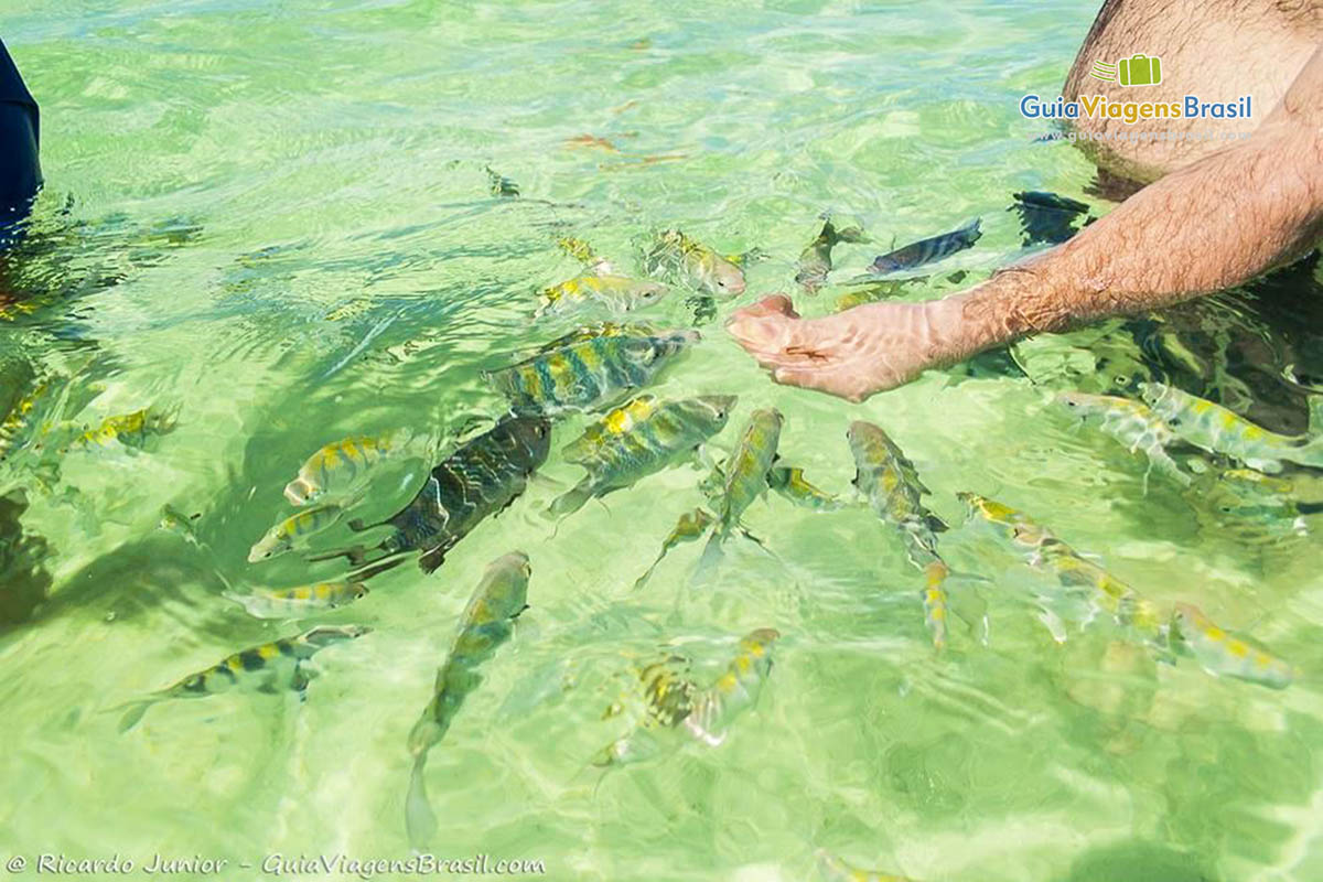 Imagem de peixes coloridos na piscina natural de Maragogi.