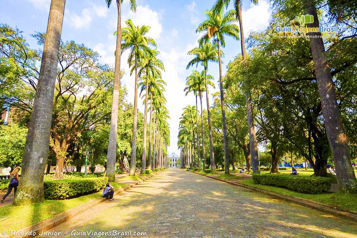 Imagem da belo caminho dos coqueiros na Praça da Liberdade.