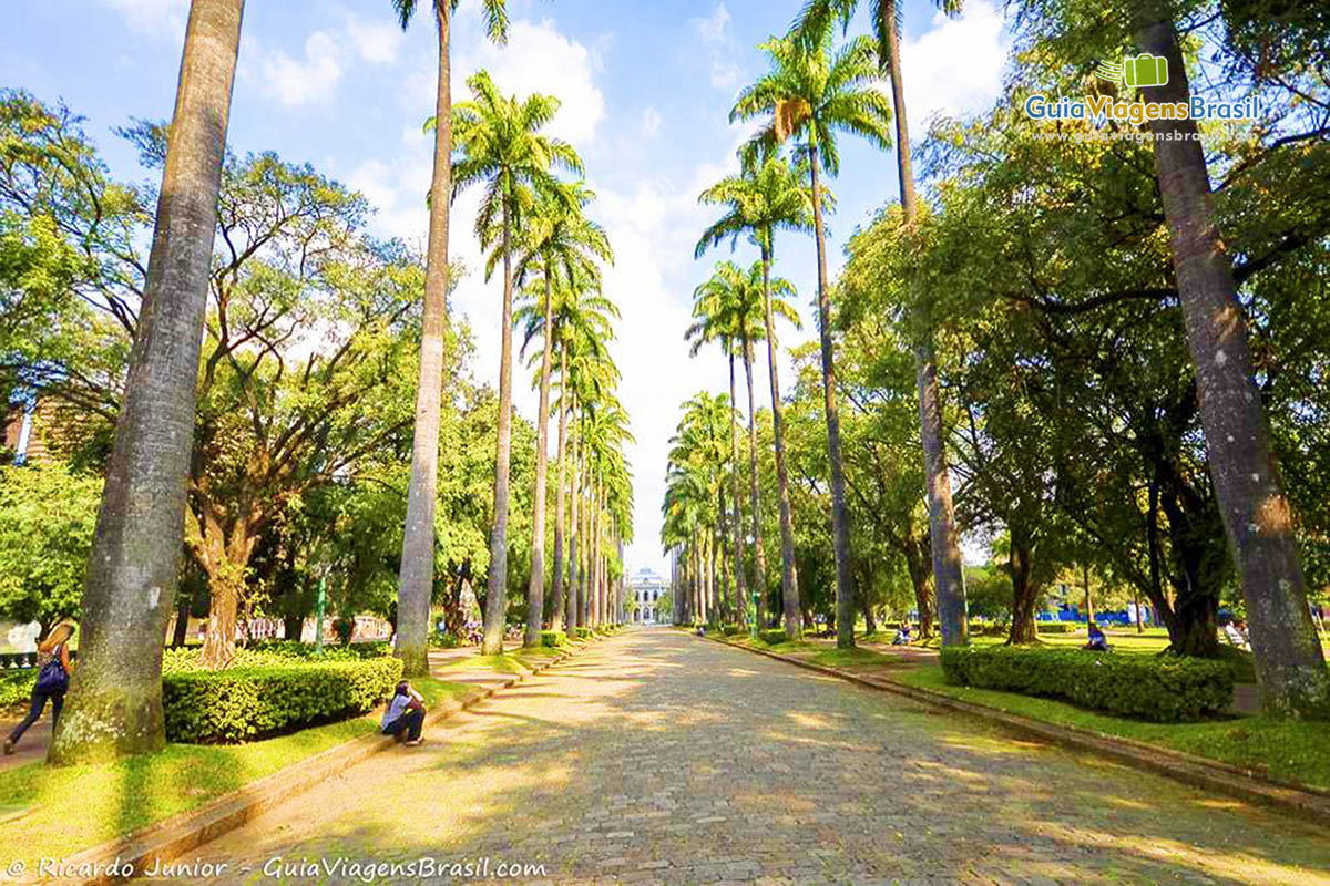 Imagem da rua com coqueiros da praça.